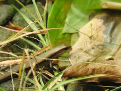 Eutropis multifasciata