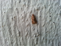 Clepsis peritana