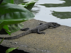 Varanus salvator