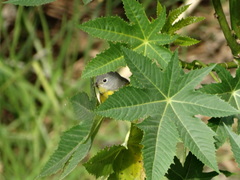 Leiothlypis ruficapilla