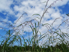 Cymbopogon nardus