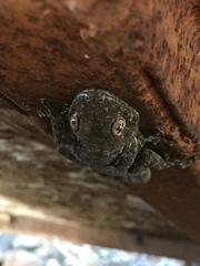 Ptyodactylus puiseuxi