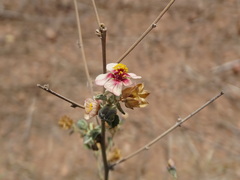 Abutilon (Abutilon incanum)