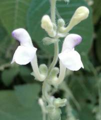 Scutellaria repens