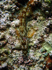 Hexagrammos otakii