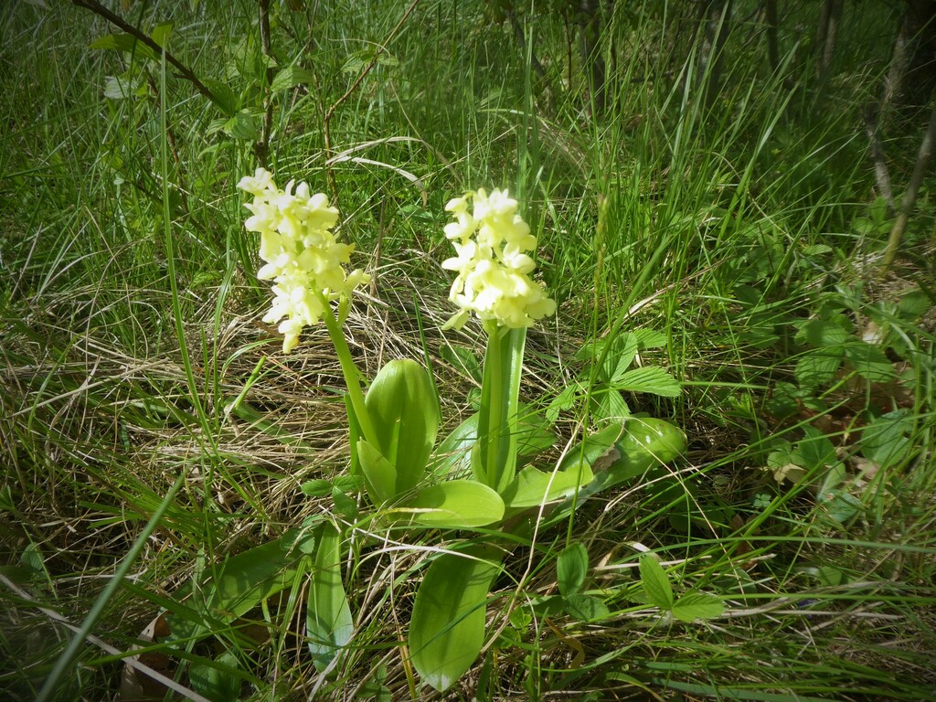 Pale orchid (Orchis pallens)