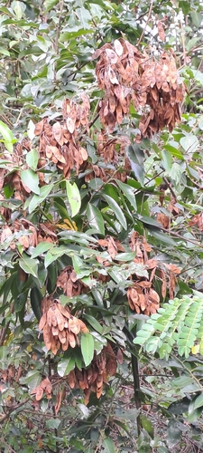 Image of Dalbergia obovata by (c) Mmatjie Mashao, some rights reserved (CC BY-SA)
