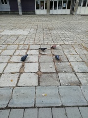 Columba livia domestica