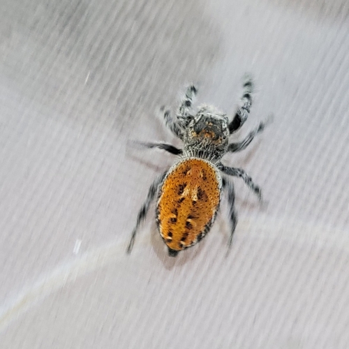 Phidippus kastoni