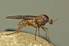 Sylvicola neozelandicus