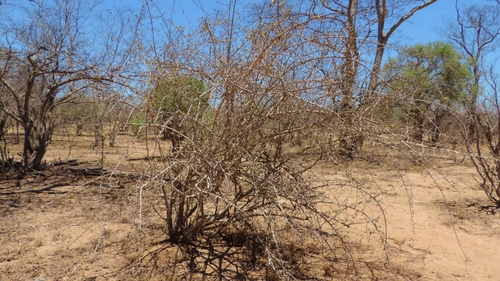 Hugonia orientalis (Hugonia orientalis)