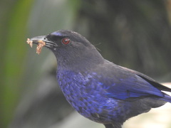 Taiwan Whistling-Thrush photo 4