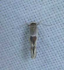 Stathmopoda megathyma