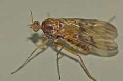 Sylvicola neozelandicus