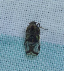 Dipsiathus pallidifrons