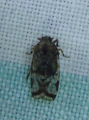 Dipsiathus pallidifrons