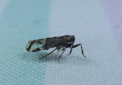 Dipsiathus pallidifrons