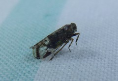 Dipsiathus pallidifrons