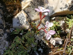 Disa minor