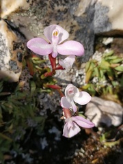 Disa minor