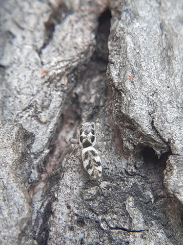 Salticus unicolor