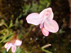 Disa minor