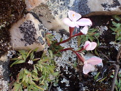 Disa minor