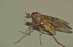 Sylvicola neozelandicus