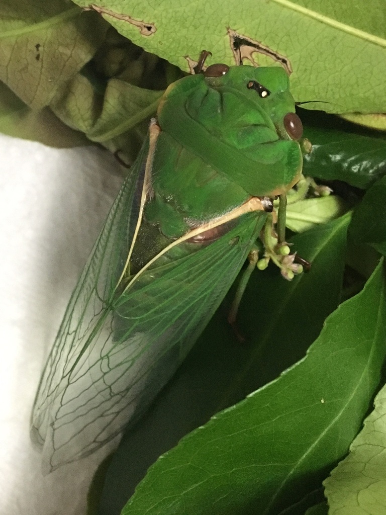 Greengrocer Cicadas