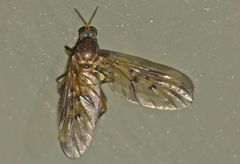 Sylvicola neozelandicus