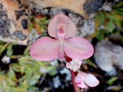 Disa minor