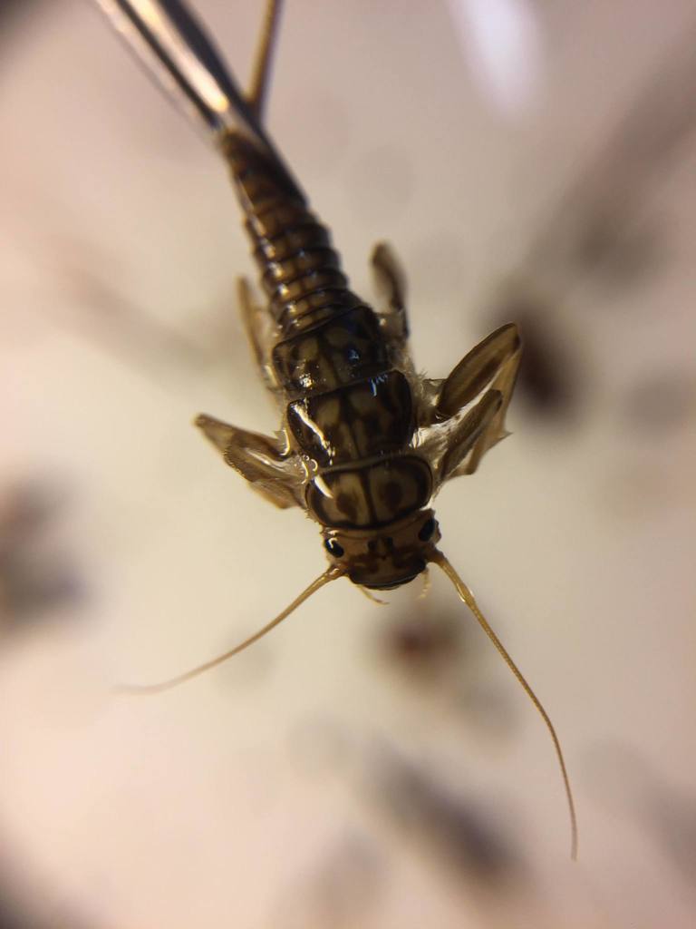 Large Stonefly
