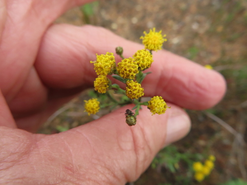Image of Marasmodes polycephala by (c) linkie, some rights reserved (CC BY)