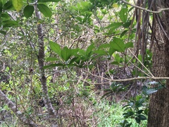 Melicytus ramiflorus ramiflorus