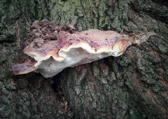 Ganoderma