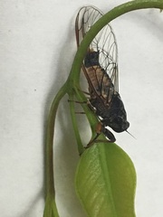 Yoyetta landsboroughi