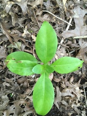 Coprosma macrocarpa minor
