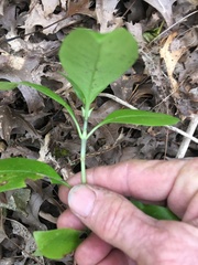 Coprosma macrocarpa minor