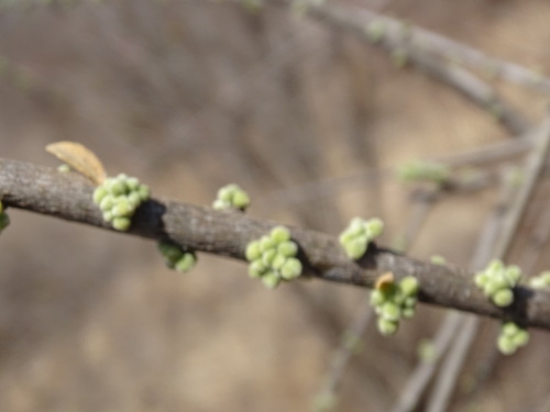 Image of Brandegee's False-Ocotillo (Adelia brandegeei) by (c) Alexis López Hernández, some rights reserved (CC BY)