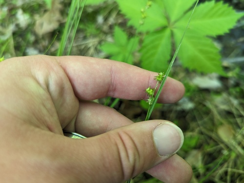 Prickly bog sedge (Carex atlantica)