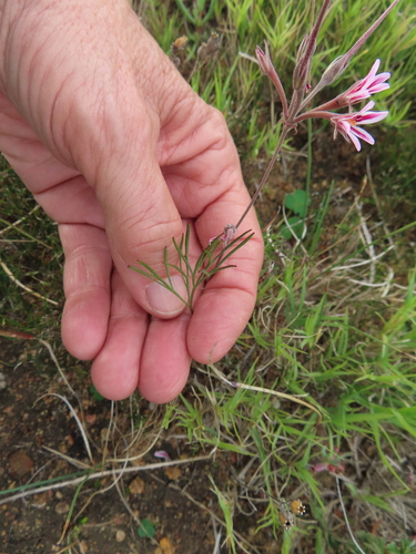 Image of Pelargonium proliferum by (c) linkie, some rights reserved (CC BY)
