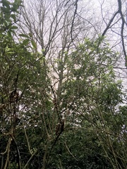 Melicytus ramiflorus ramiflorus