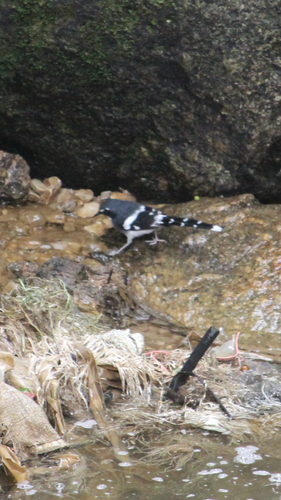 Enicurus schistaceus