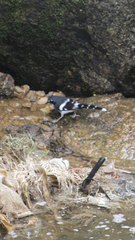 Enicurus schistaceus