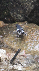 Enicurus schistaceus