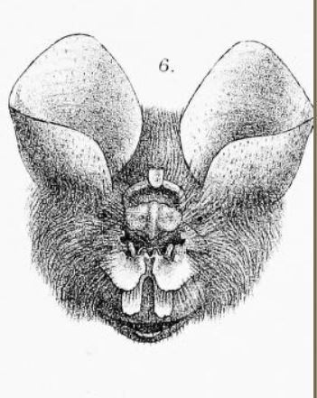 East Asian Tailless Leaf-nosed Bat
