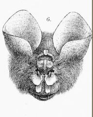 East Asian Tailless Leaf-Nosed Bat photo 2