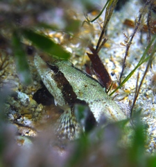 Platycephalus laevigatus