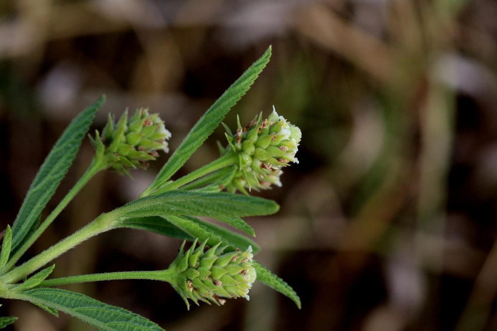 Rehmann Lippia From Wonderboom Pretoria South Africa On May At Pm By