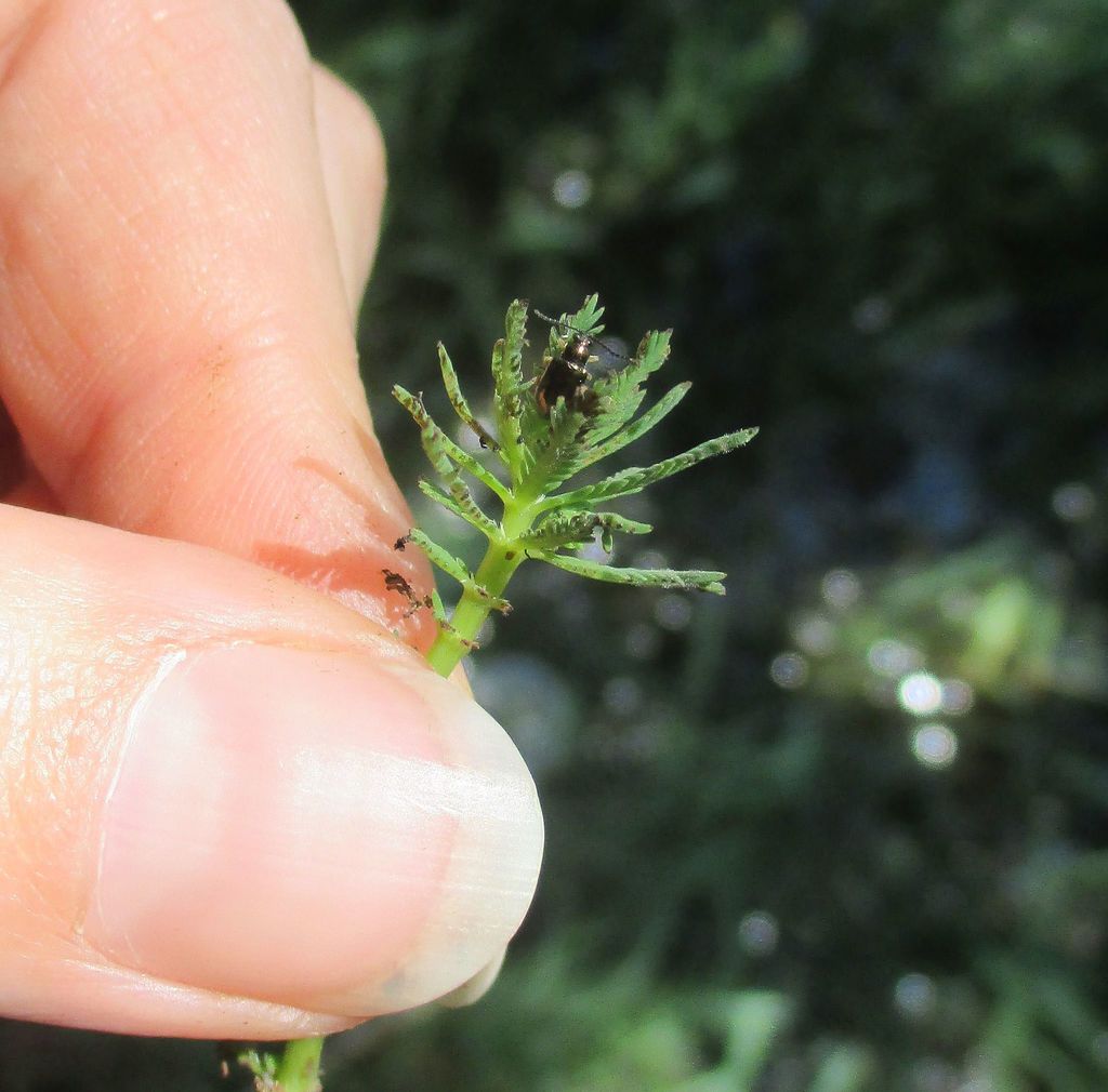 Parrot's Feather Leaf Beetle